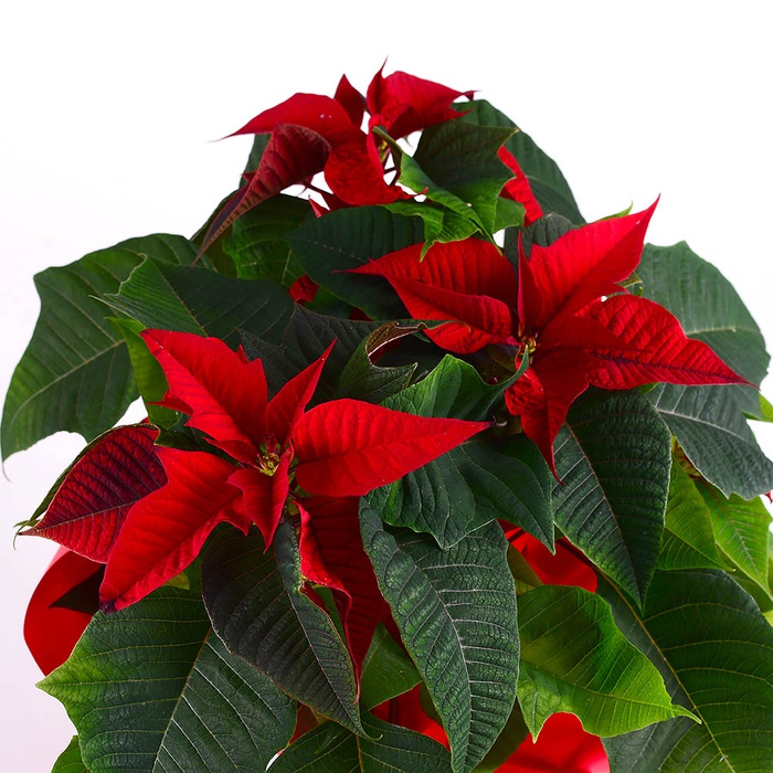 Пуансеттия в подарочной упаковке, S