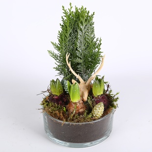 Композиція новорічна з гіацинтом