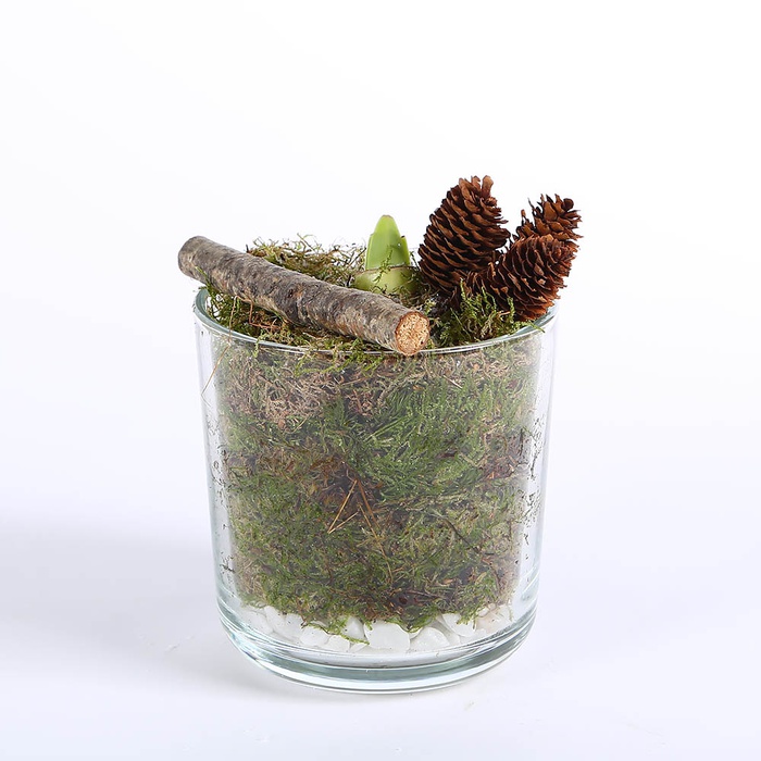 Композиція з амарилісом і мохом