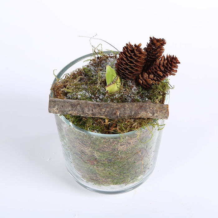 Композиція з амарилісом і мохом