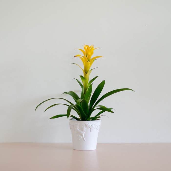 Гузманія в горшку