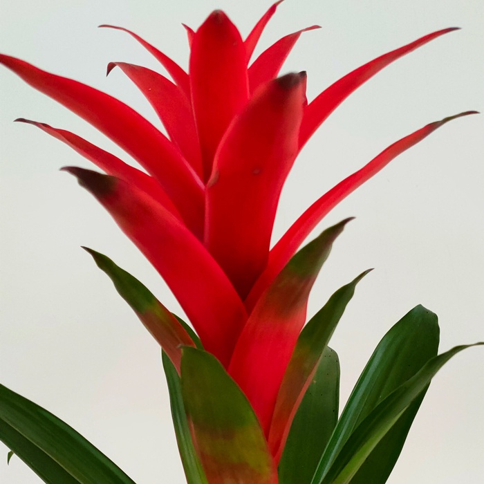 Гузманія в горшку