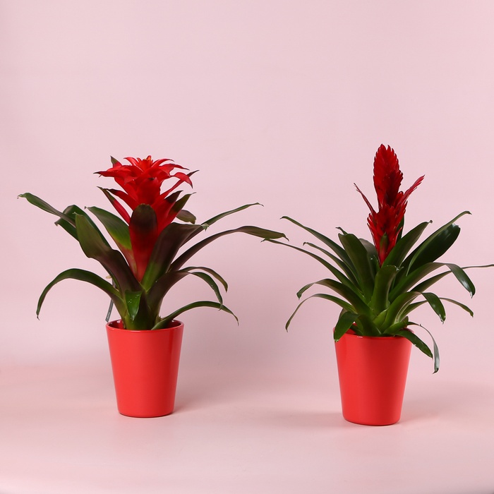 Гузманія в горшку