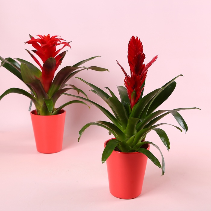 Гузманія в горшку