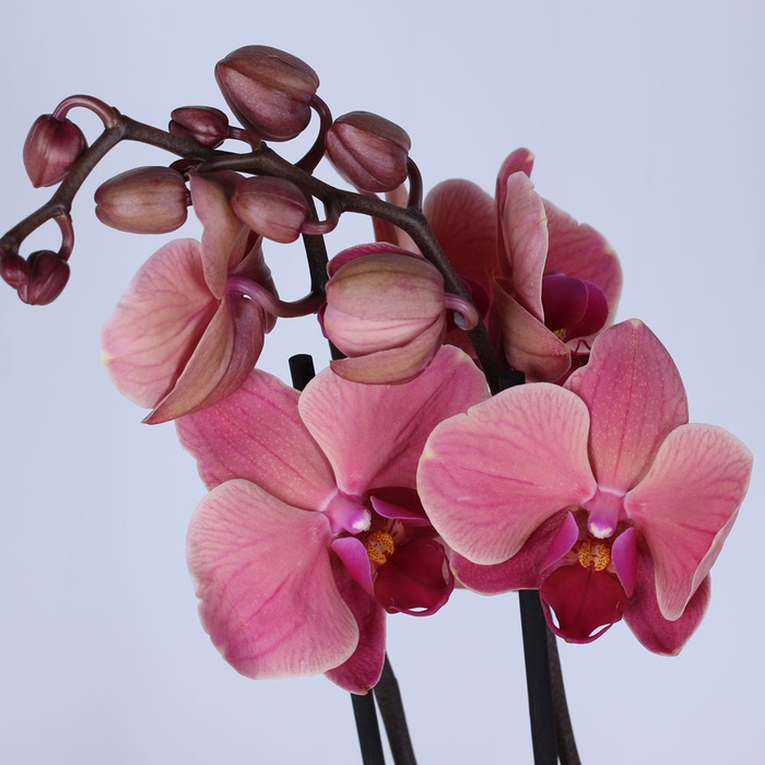 Орхидея Фаленопсис микс в кашпо