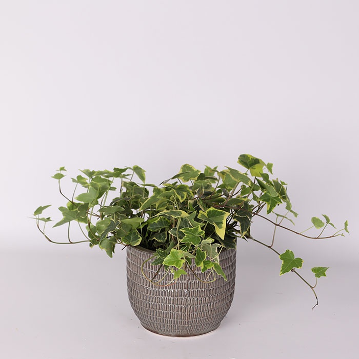 Хедера у кашпо