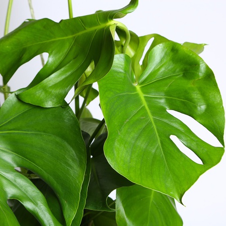 Монстера в горшке, S