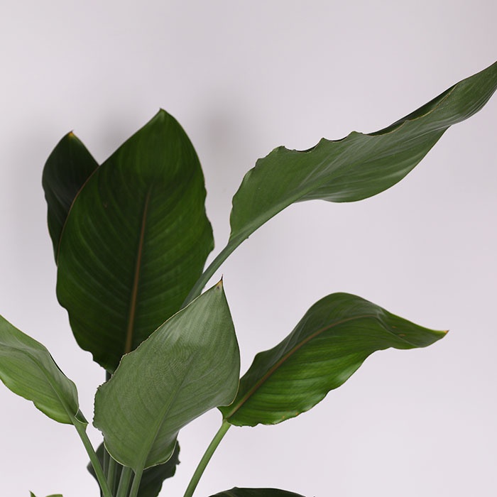 Стреліція у горщику, M