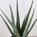 Алоэ в горшке, M