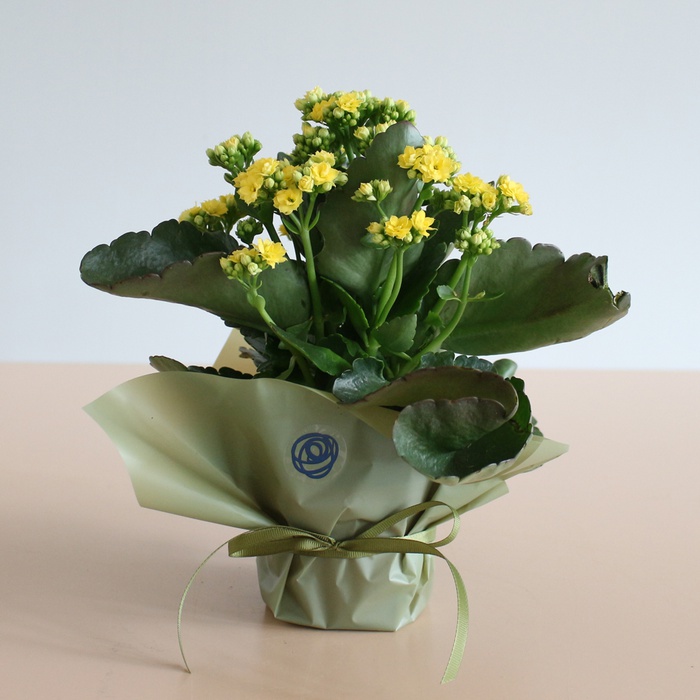 Каланхое у горщику, S