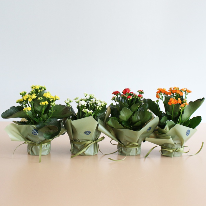 Каланхое у горщику, S