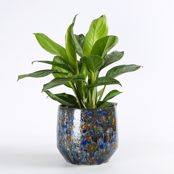 Аглаонема у горщику