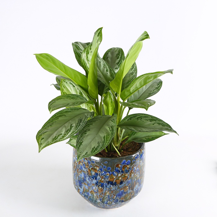 Аглаонема у горщику