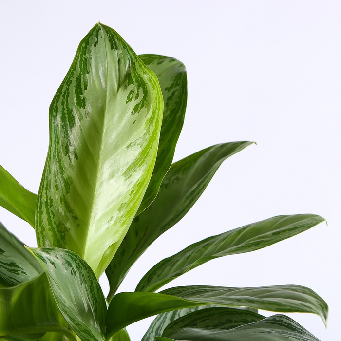 Аглаонема у горщику