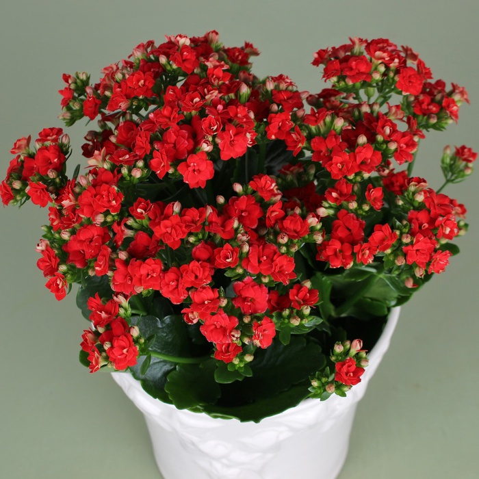 Каланхое у горщику, M