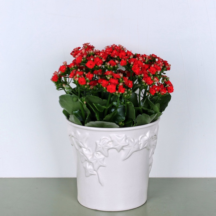 Каланхое у горщику, M