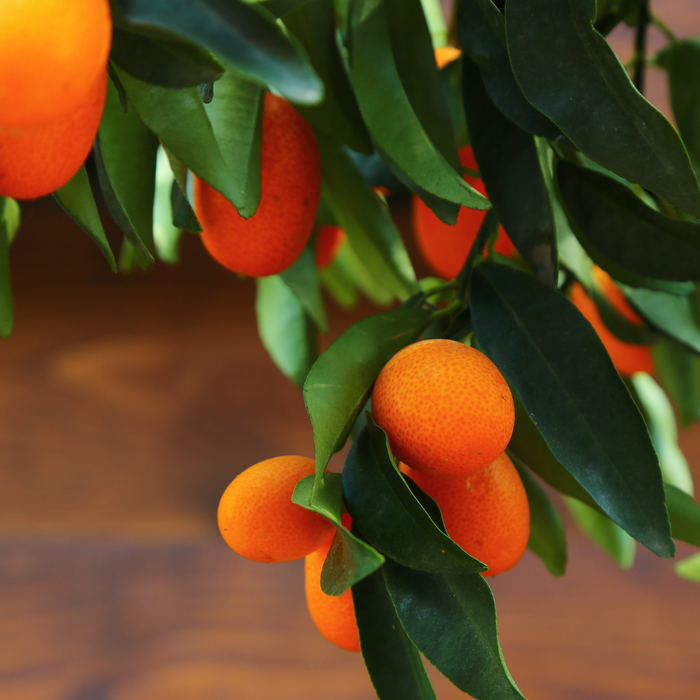 Цитрусове дерево в горшку, L