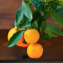 Цитрусове дерево в горшку, L