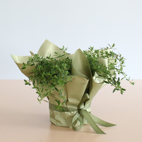 Пряные травы микс в горшке