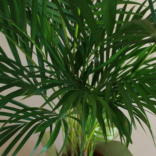 Дипсис в горшке, L