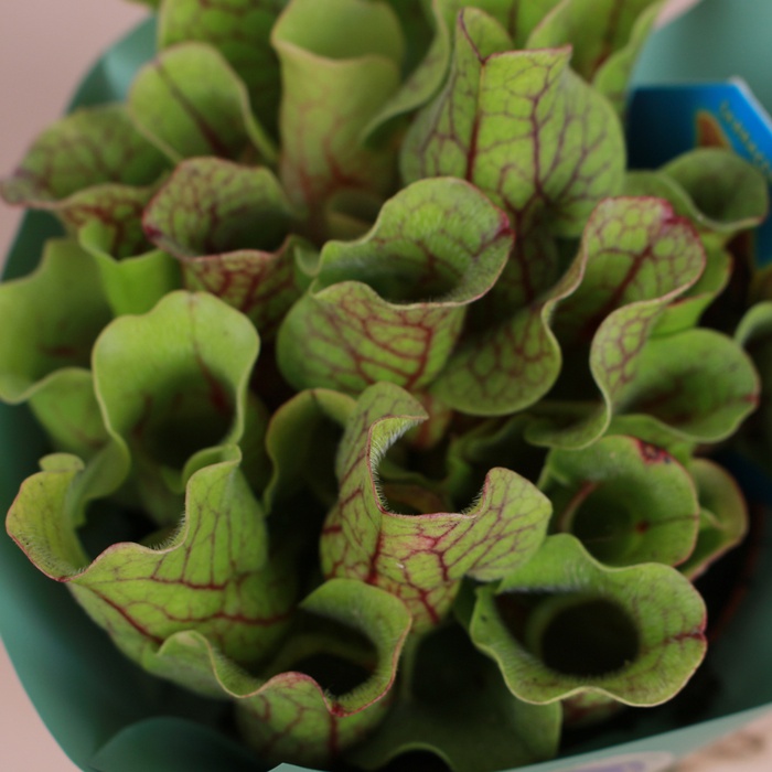 Сарраценія пурпурна в горщику