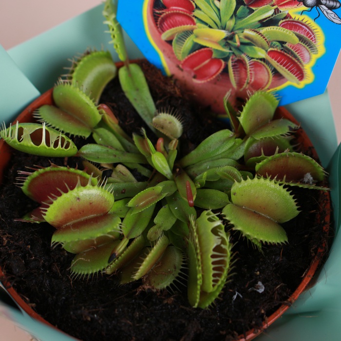 Венеріна мухоловка у горщику