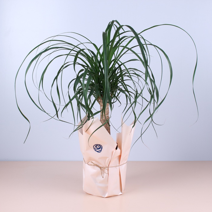 Бокарнея в горщику