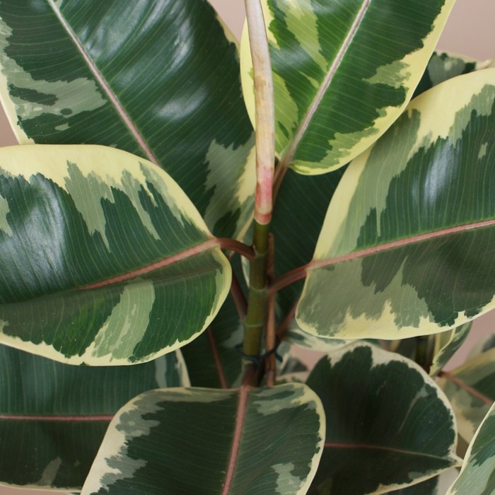 Фикус Тинеке в горшке, M