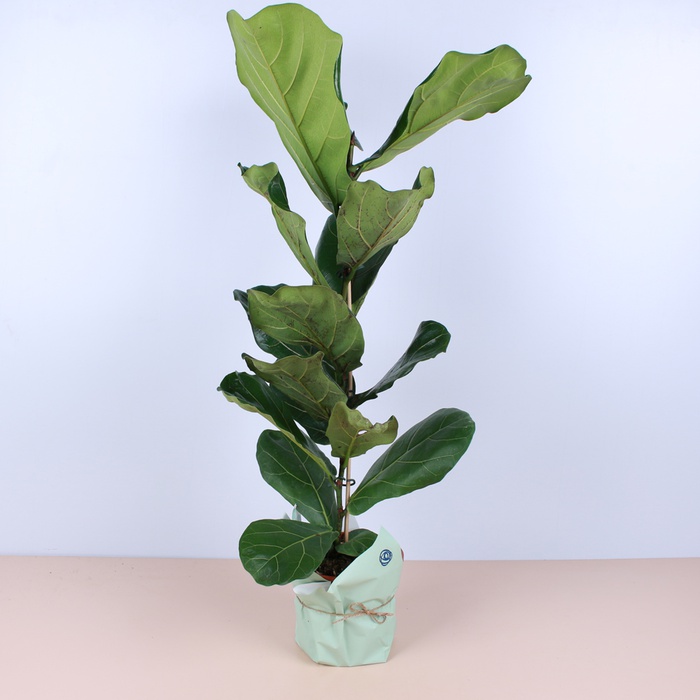 Фікус Лірата у горщику, M