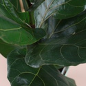 Фікус Лірата у горщику, M