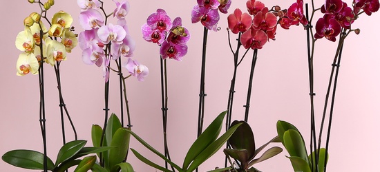 Акція на орхідеї
