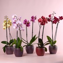 Орхідея Фаленопсис мікс 2 гілки в горшку