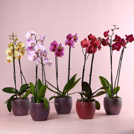 Орхідея Фаленопсис мікс 2 гілки в горшку