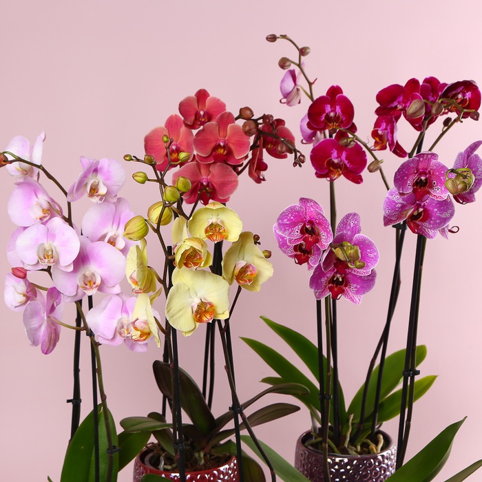 Орхідея Фаленопсис мікс 2 гілки в горшку