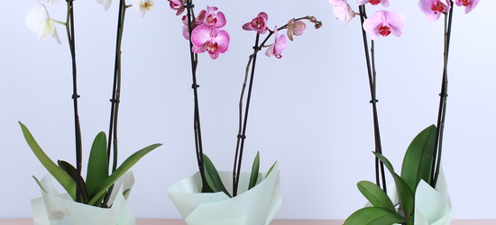 Акція на орхідеї