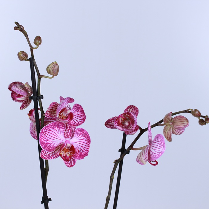 Орхидея Фаленопсис микс 2 ветки в горшке