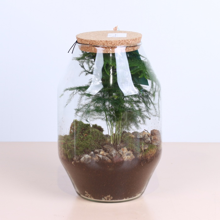 Флорариум, М