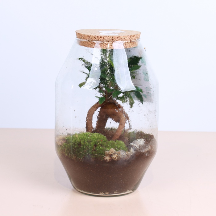 Флорариум, М