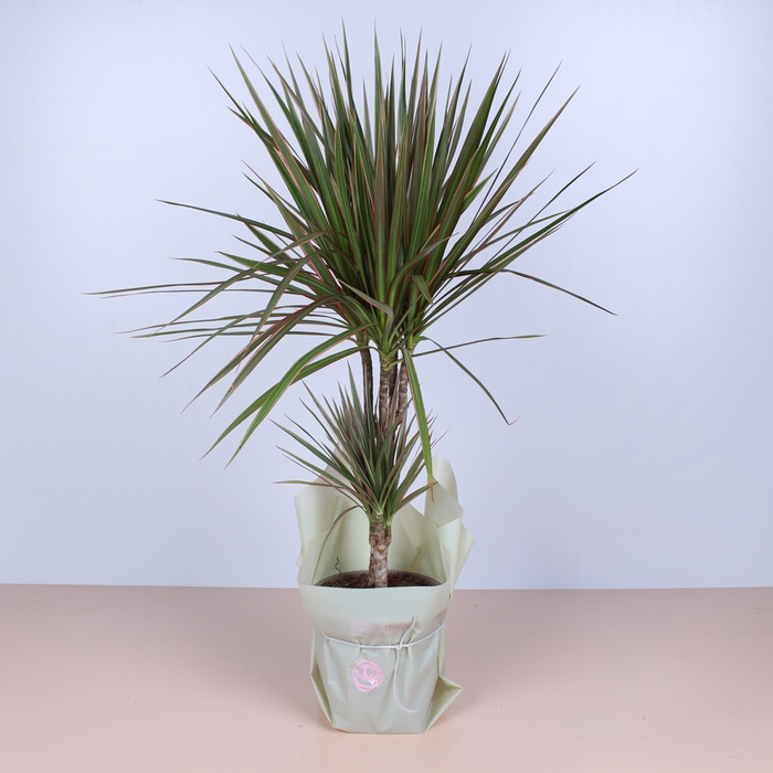 Драцена у горщику, М