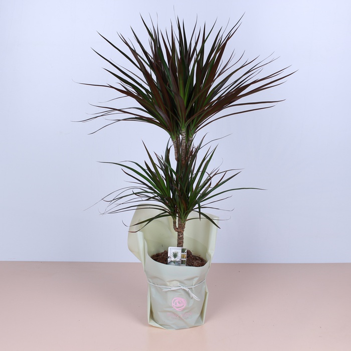 Драцена у горщику, М