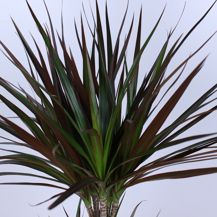 Драцена у горщику, М