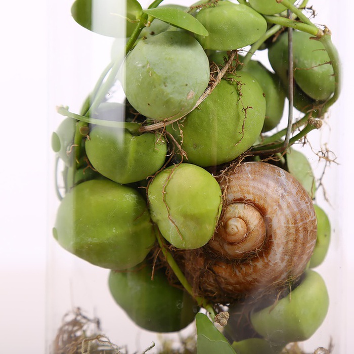 Дисхідія у колбі