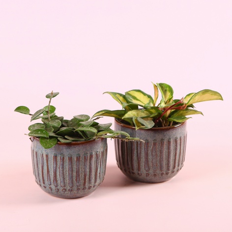 Хойя mix в горщику