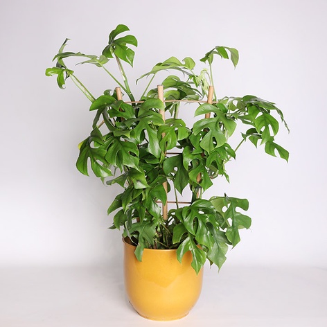 Монстера Deliciosa в горщику