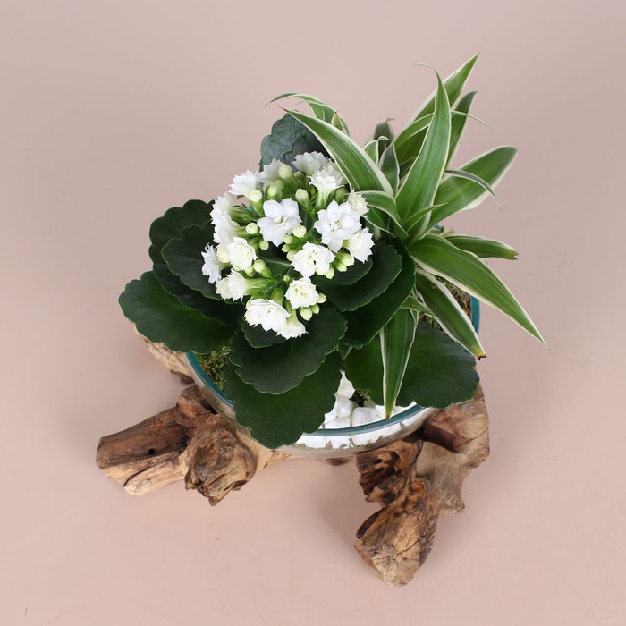 Висадка у вазі зі скла та дерева, S