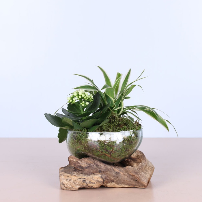 Висадка у вазі зі скла та дерева, S