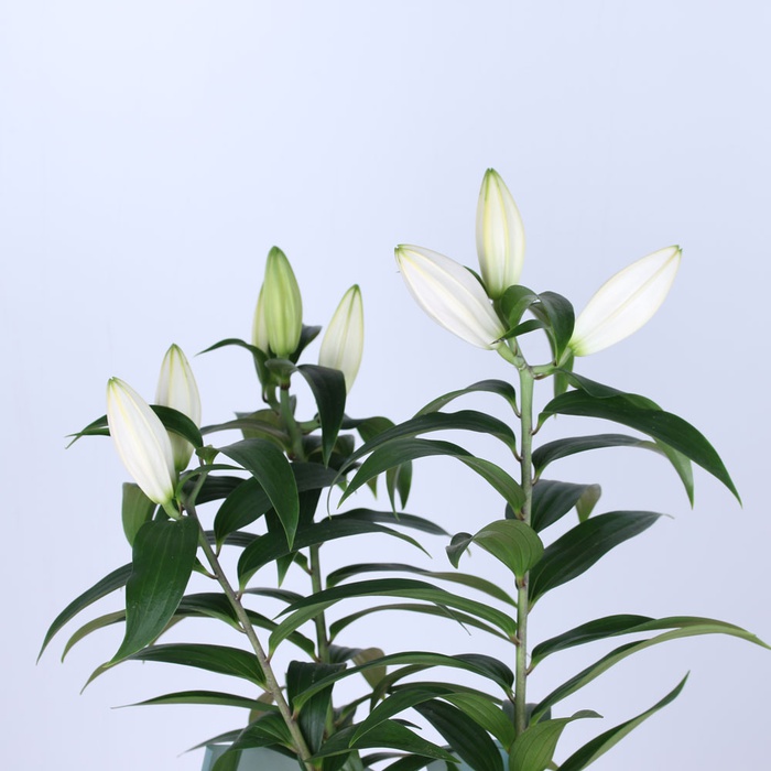 Лилия в горшке