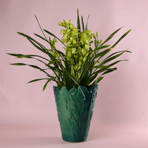 Цимбідіум у горщику