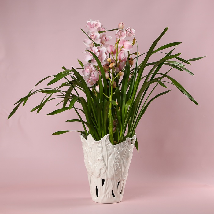 Цимбідіум у горщику