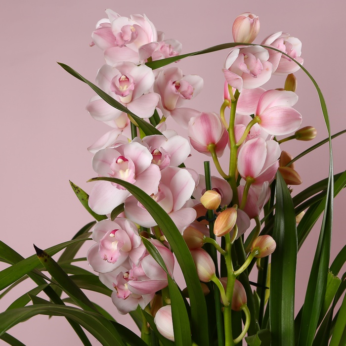 Цимбідіум у горщику